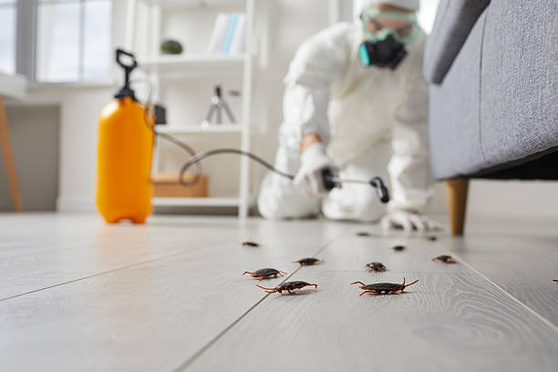 Affordable Termite Control solutions in Dexter, GA